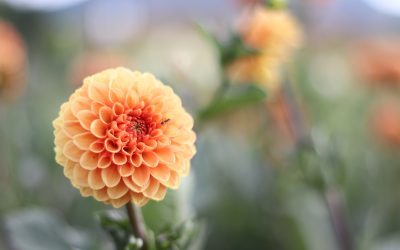 How to Keep Your Flowers Fresh for Longer: Expert Tips