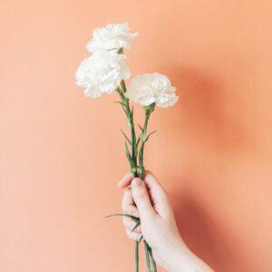 Carnation