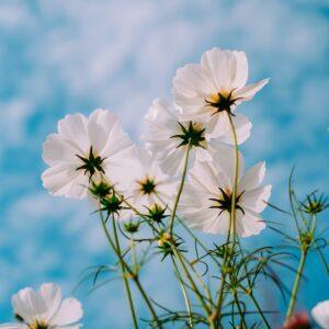 Cosmos