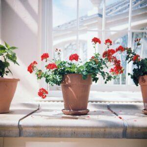 Geranium