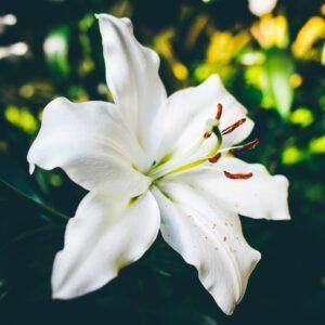 Lilies