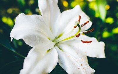 The Ultimate Guide to Choosing the Perfect Flowers for Every Occasion