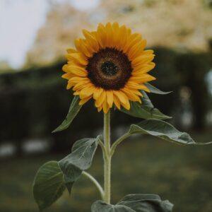 Sunflower
