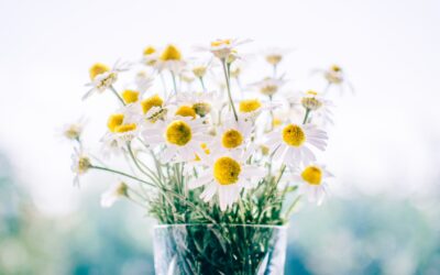 Whispers of Petals: The Secret Meanings Behind Popular Flowers